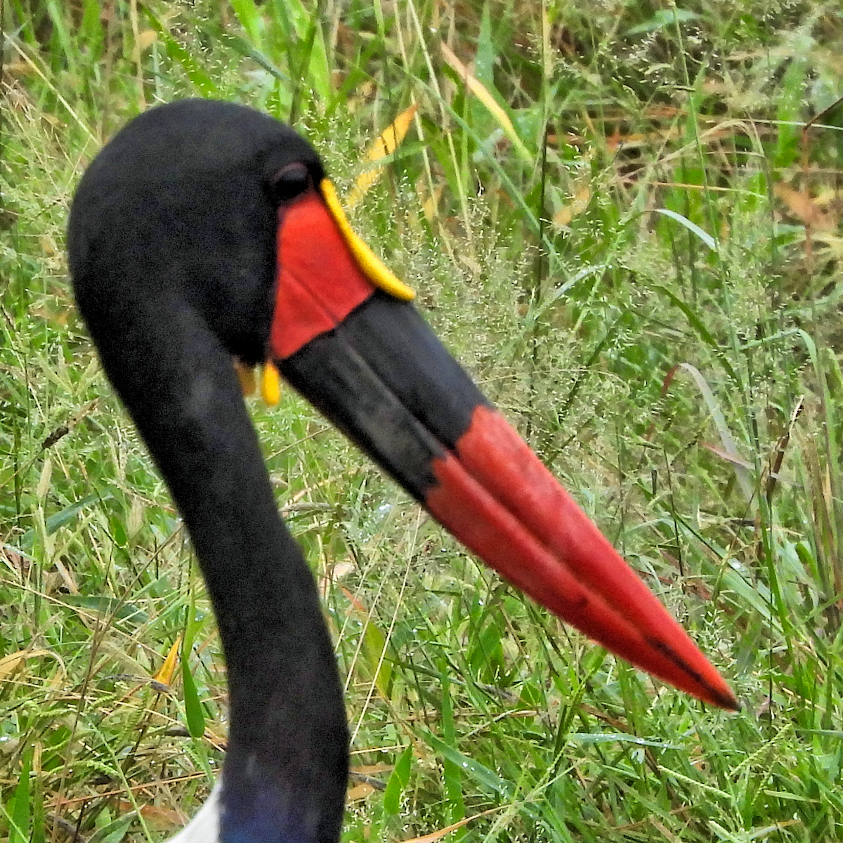 Saddle-billed Stork - ML658734831