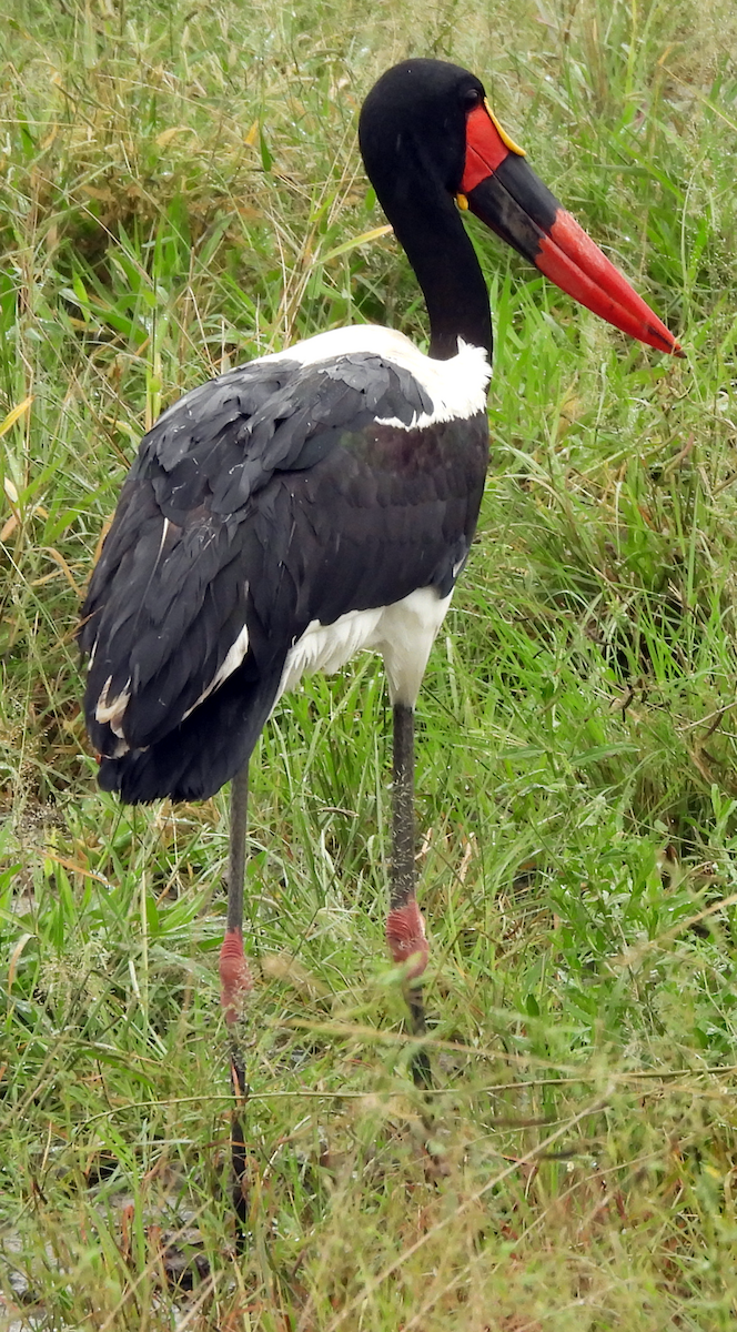 Saddle-billed Stork - ML658734832