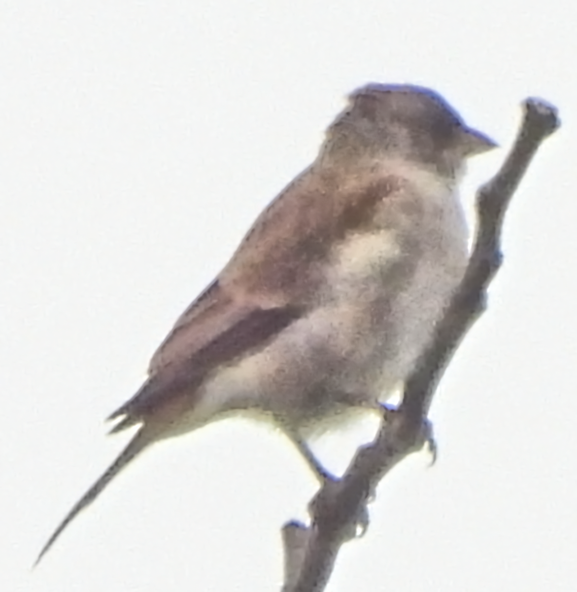 Gorrión Cejudo - ML658735391