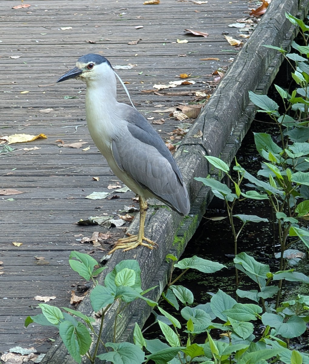 Black-crowned Night Heron - ML658735793