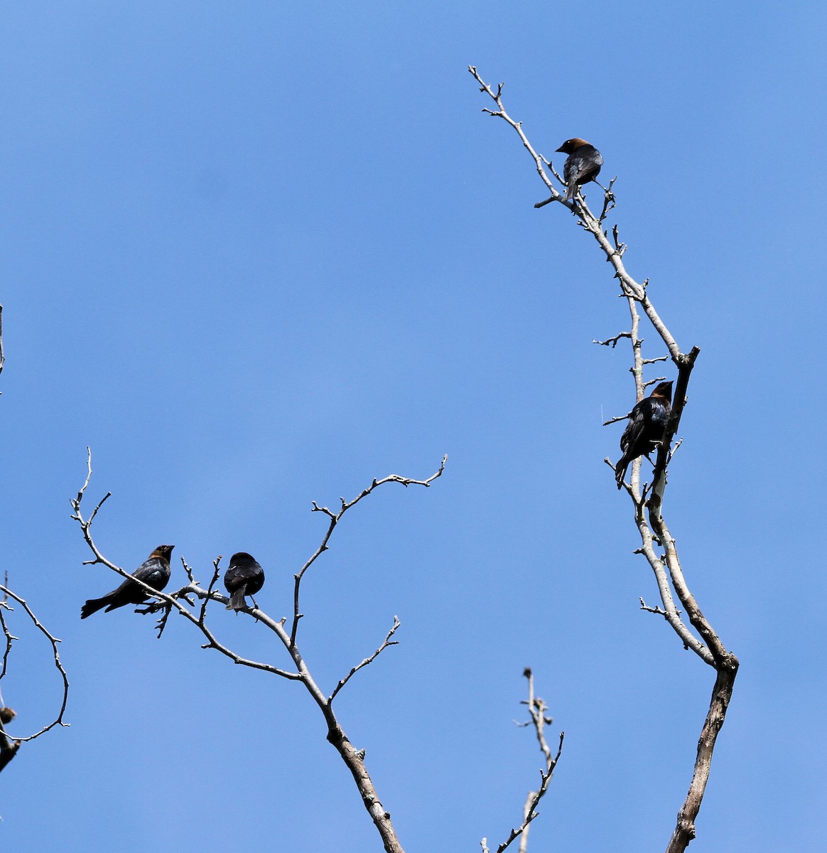 Brown-headed Cowbird - ML658736065