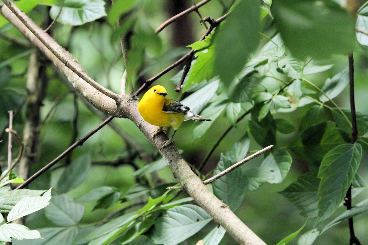 Prothonotary Warbler - ML658736112