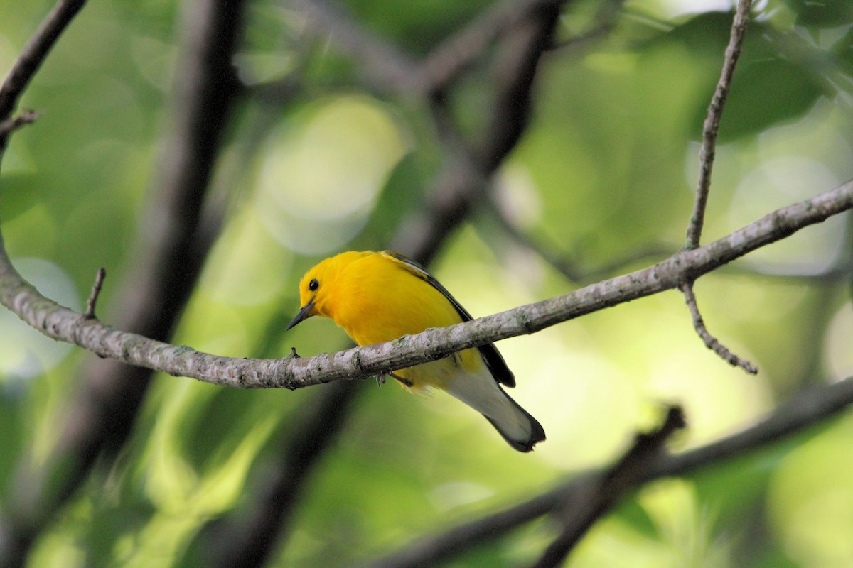 Prothonotary Warbler - ML658736162