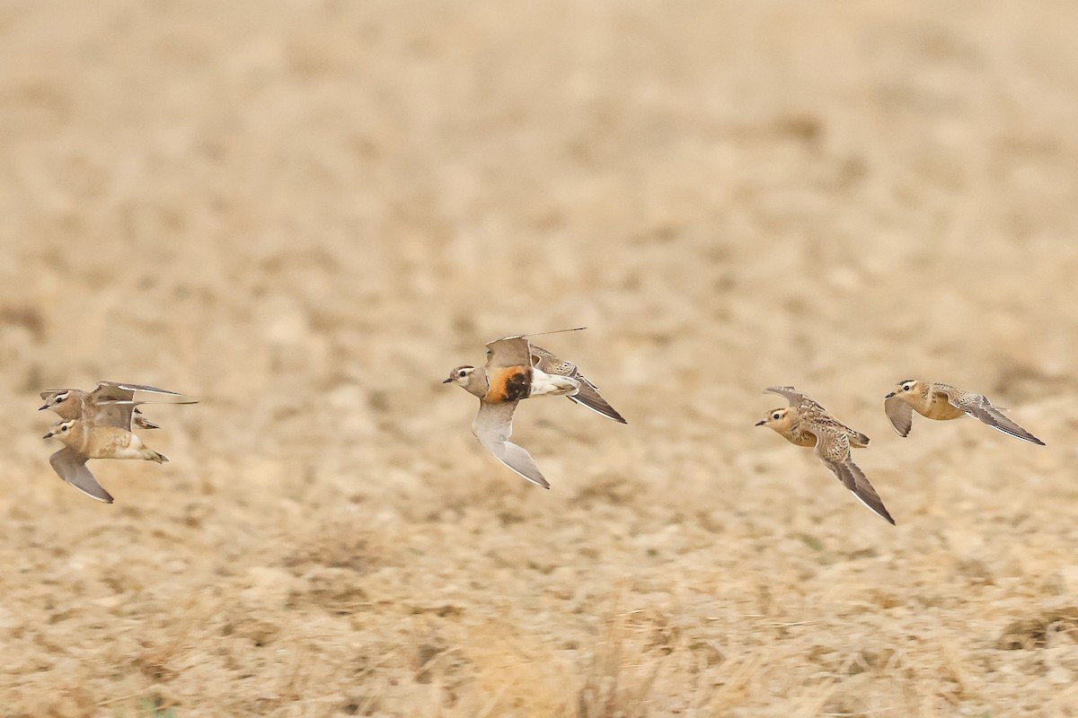 Eurasian Dotterel - ML658736837