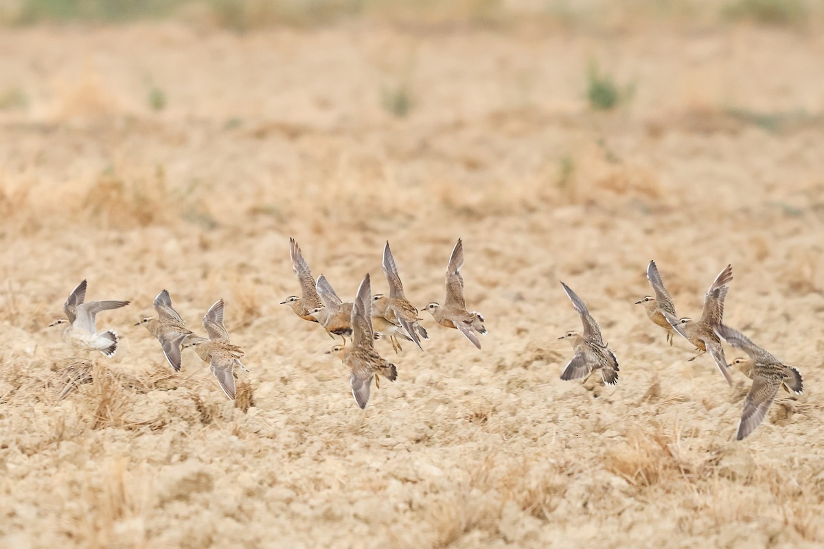 Eurasian Dotterel - ML658736839