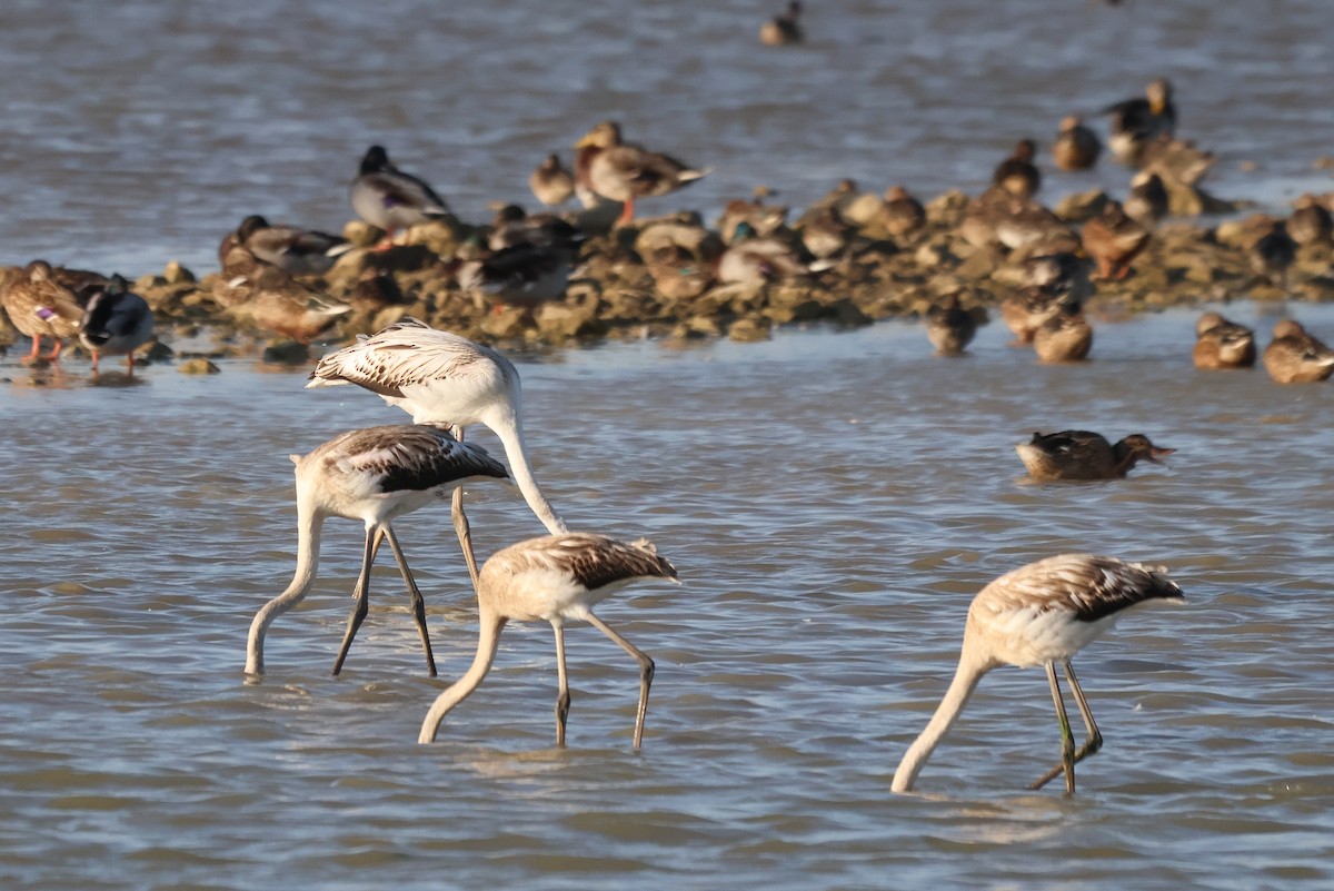 Greater Flamingo - ML658736884
