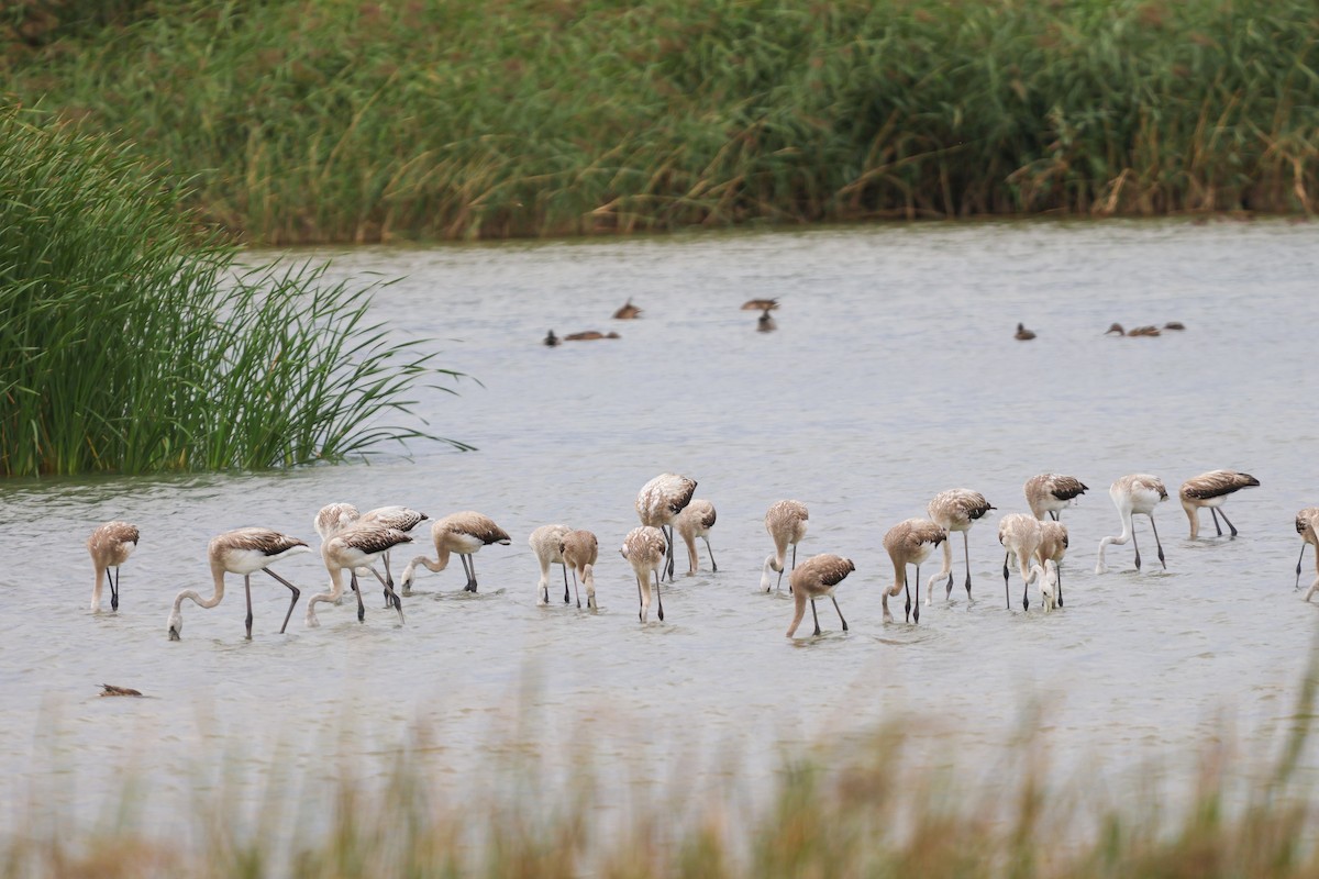 Greater Flamingo - ML658736887