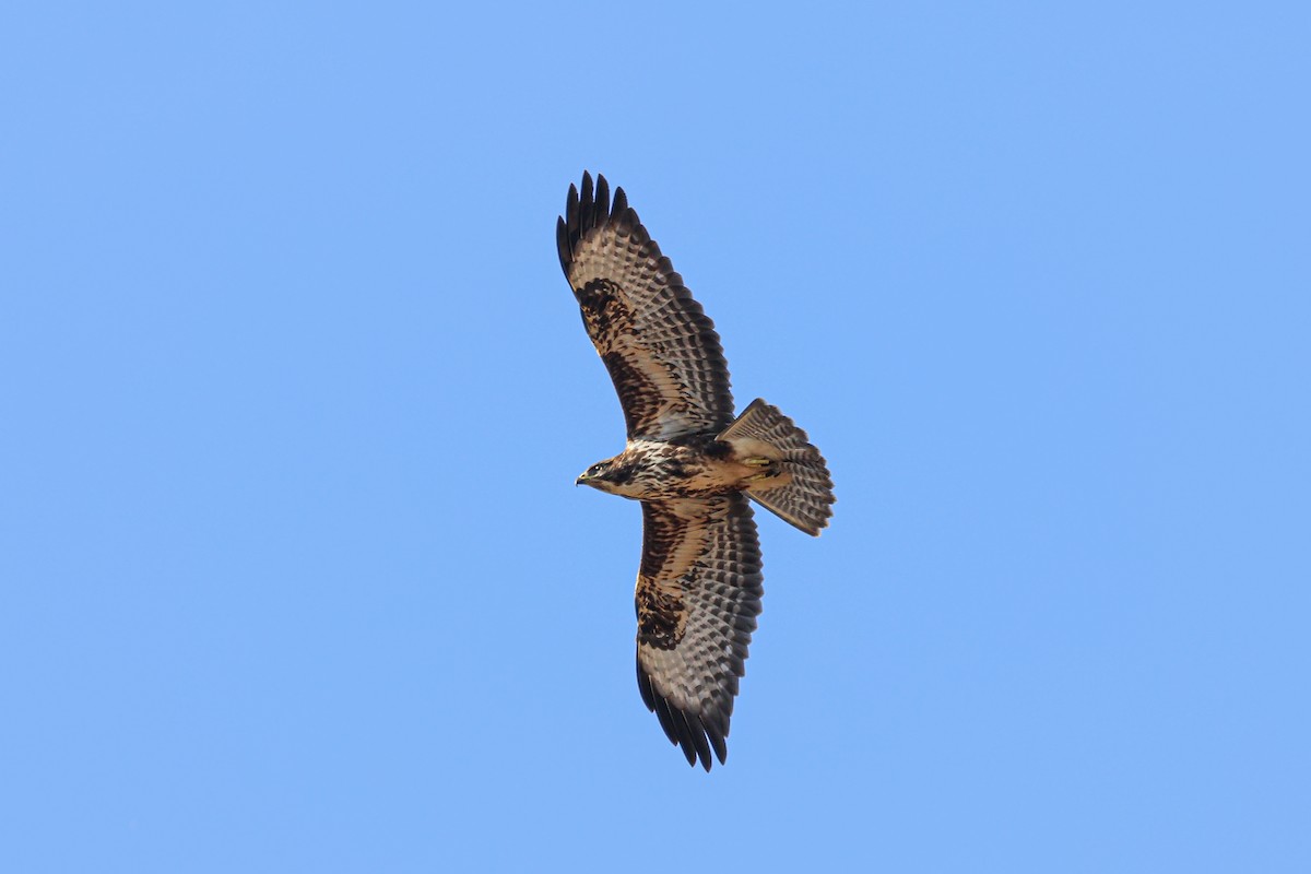Common Buzzard - ML658736895