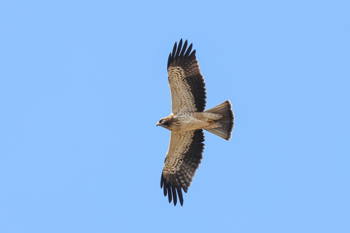 Booted Eagle - ML658736903