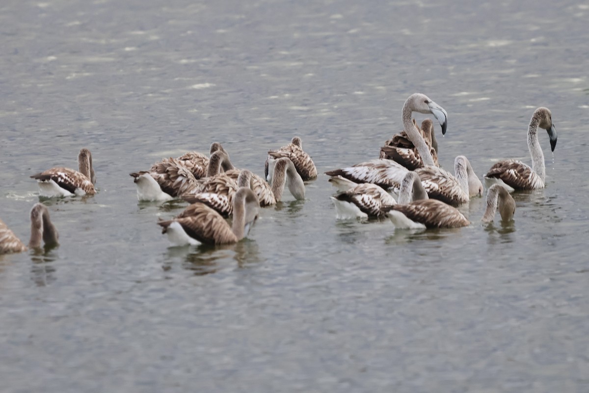 Greater Flamingo - ML658736934