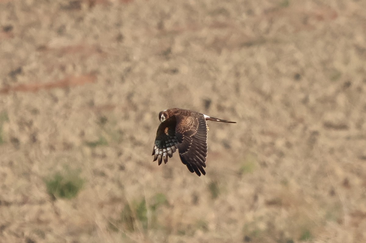 Montagu's Harrier - ML658737018