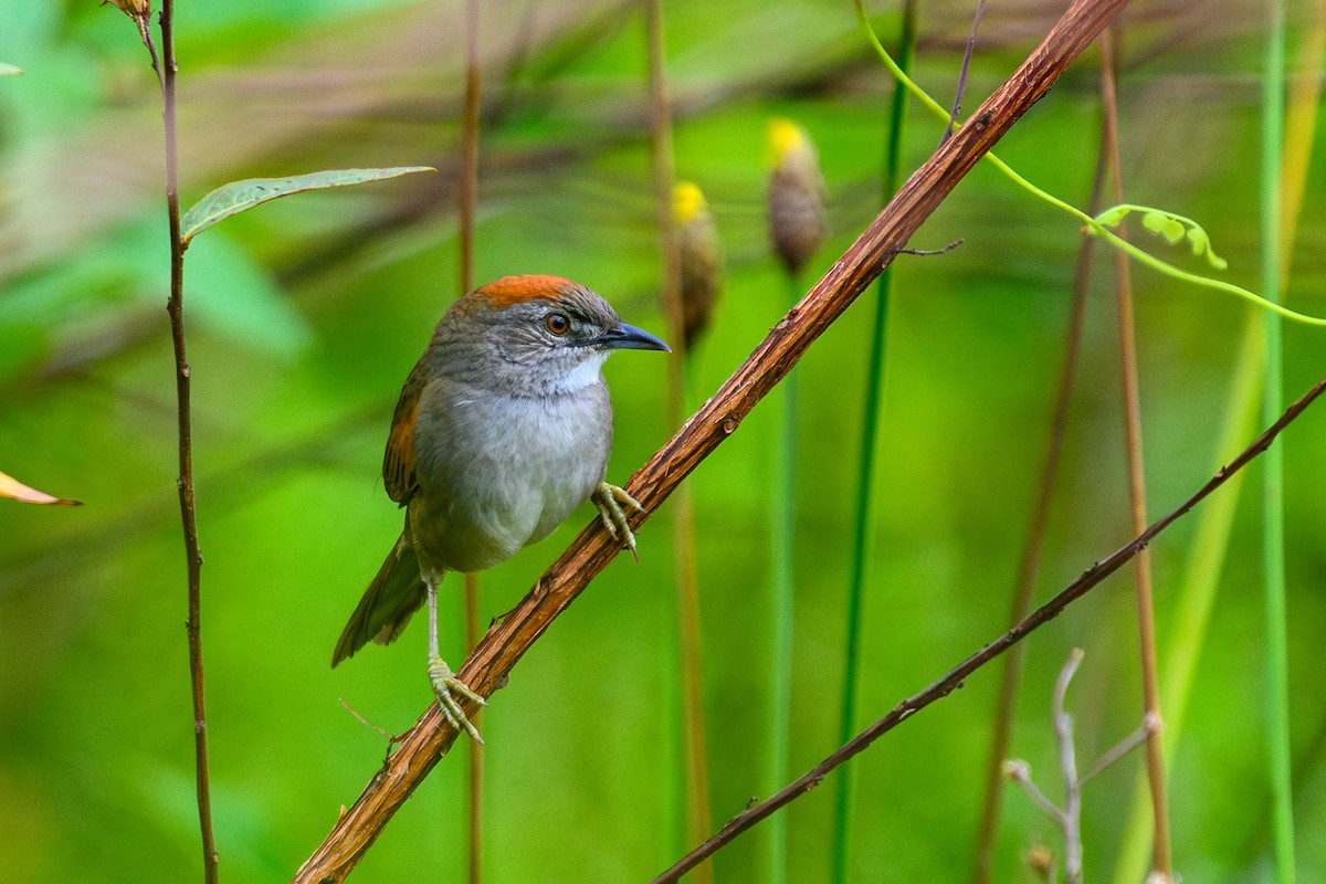 Pale-breasted Spinetail - ML658737521