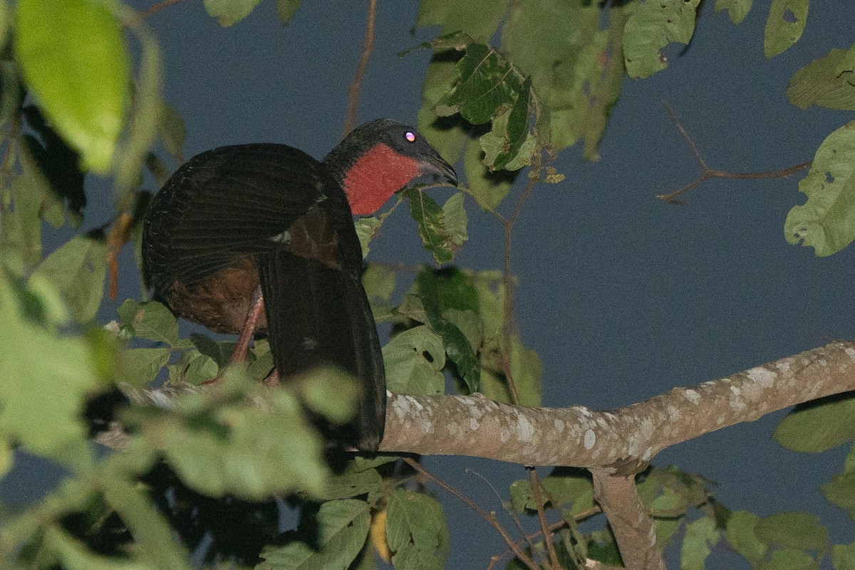 Spix's Guan (Spix's) - ML658737679