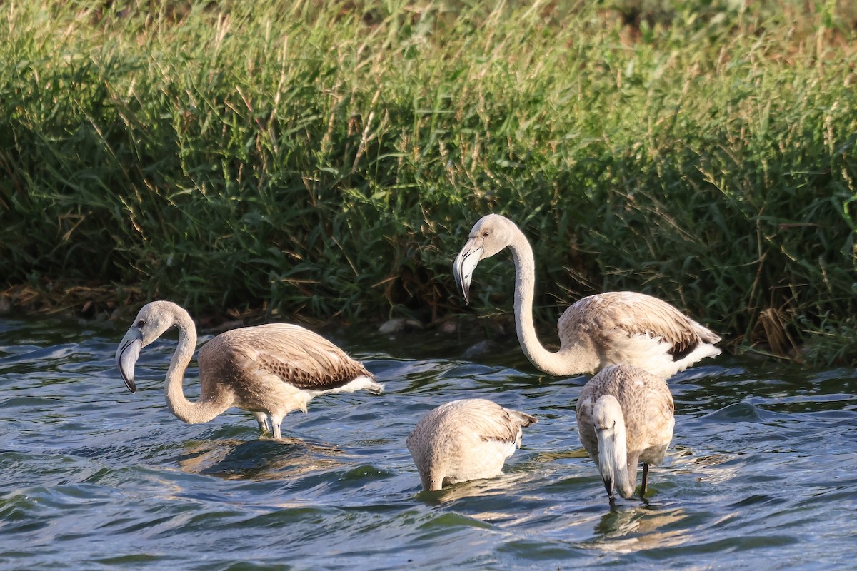 Greater Flamingo - ML658737680