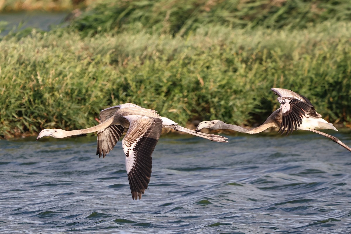 Greater Flamingo - ML658737681