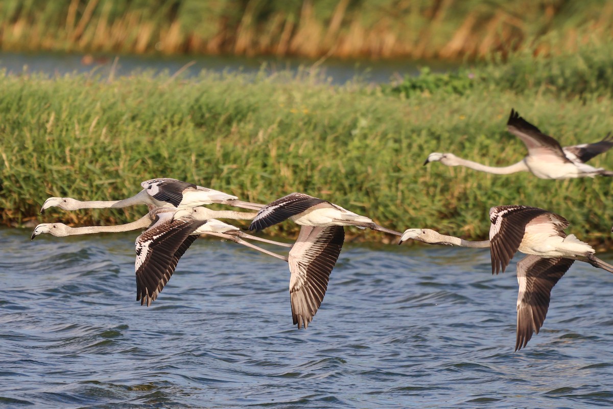 Greater Flamingo - ML658737682