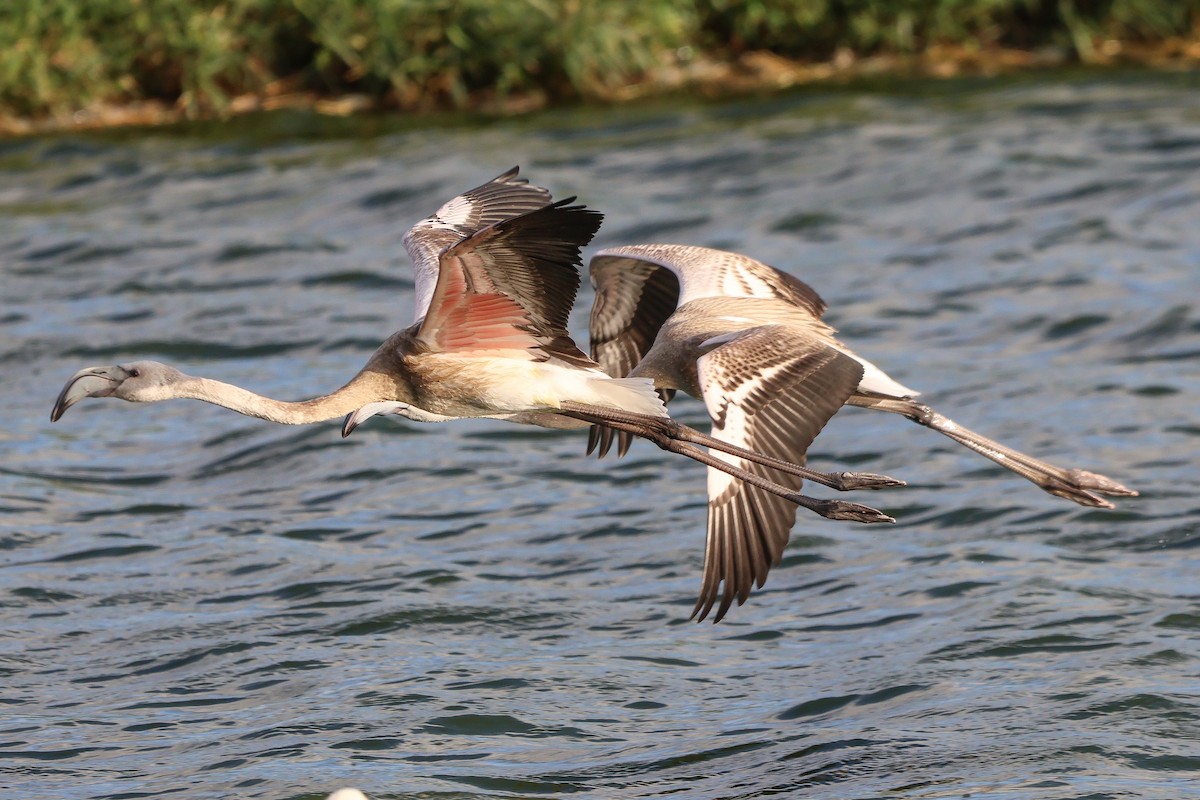 Greater Flamingo - ML658737684