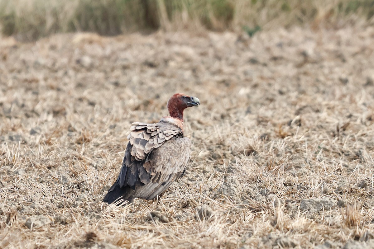 Eurasian Griffon - ML658737871
