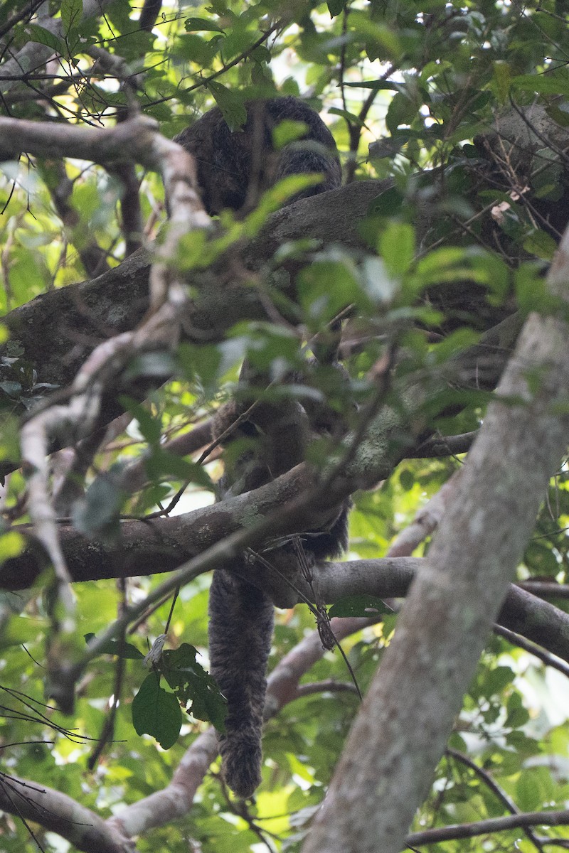 Gray's Bald-faced Saki - ML658737919