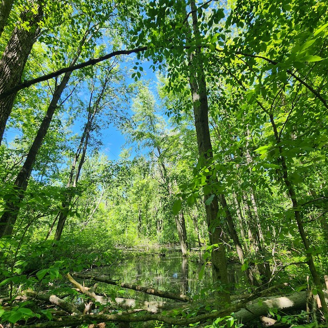 Mosa Forest--Skunk's Misery, Middlesex, Ontario, Canada - eBird