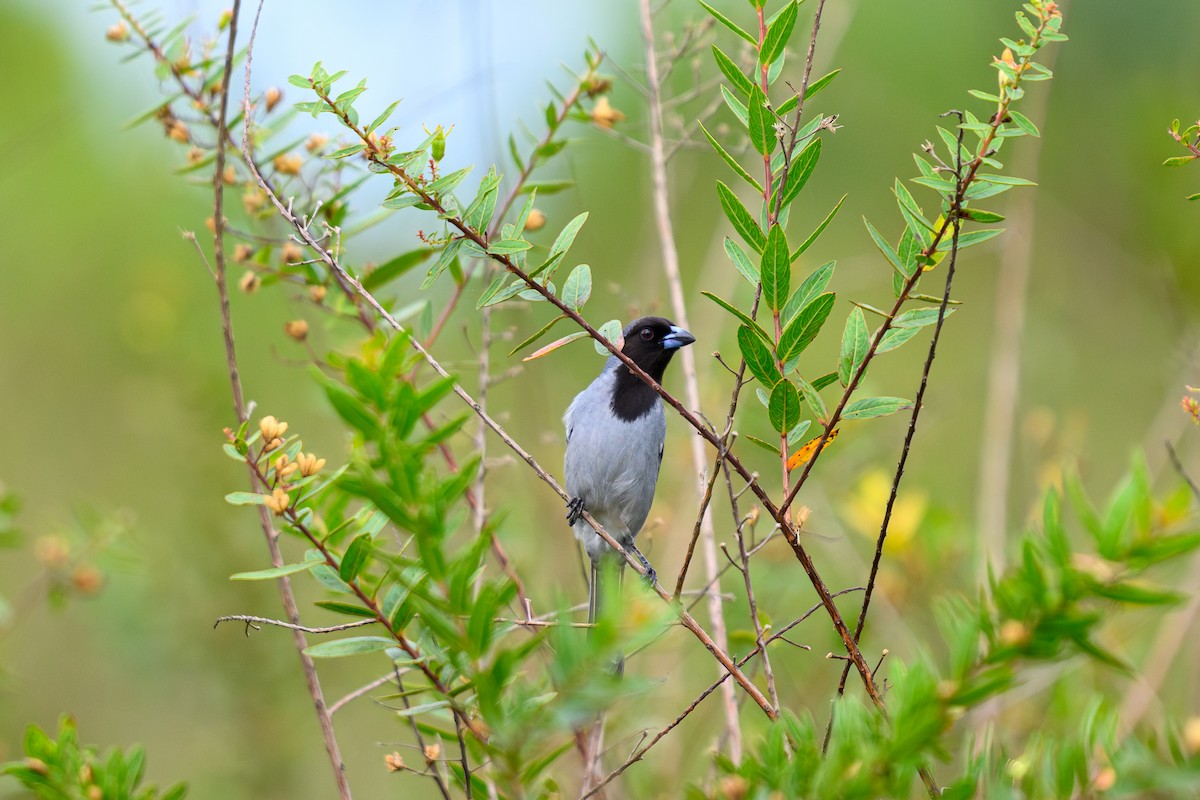 Black-faced Tanager - ML658739649