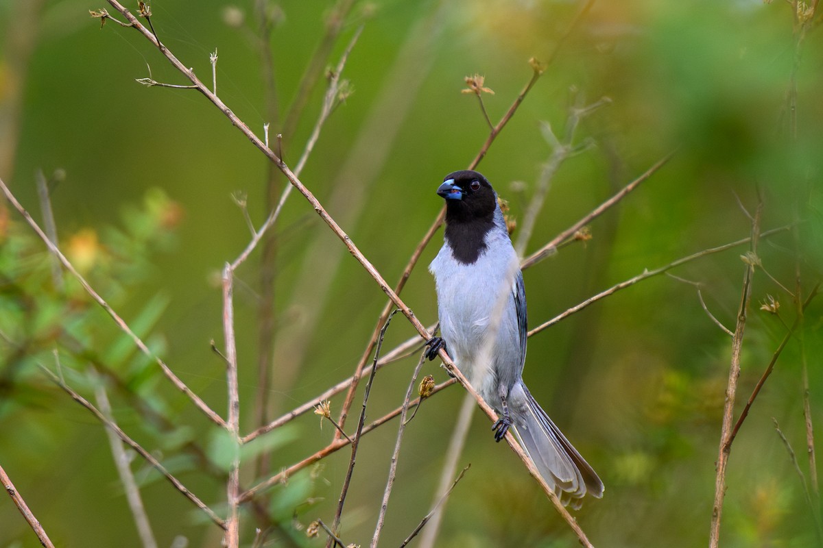 Black-faced Tanager - ML658739650