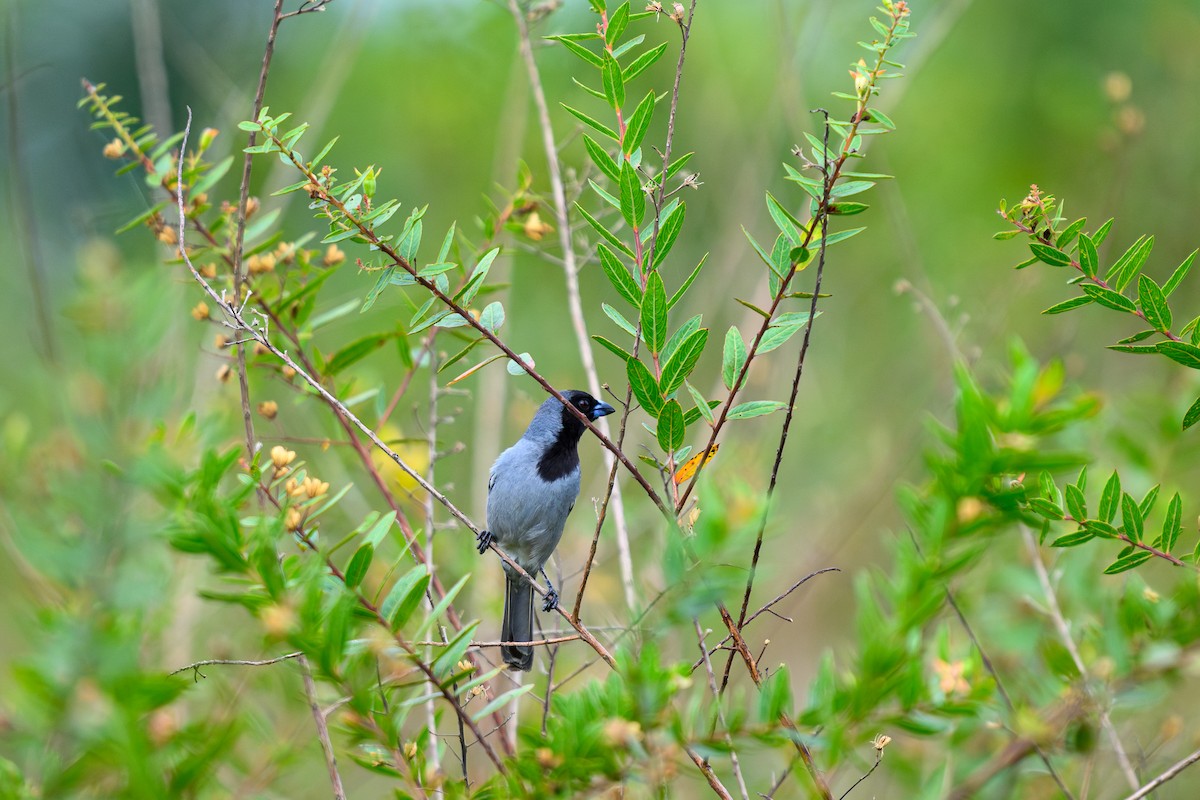 Black-faced Tanager - ML658739651