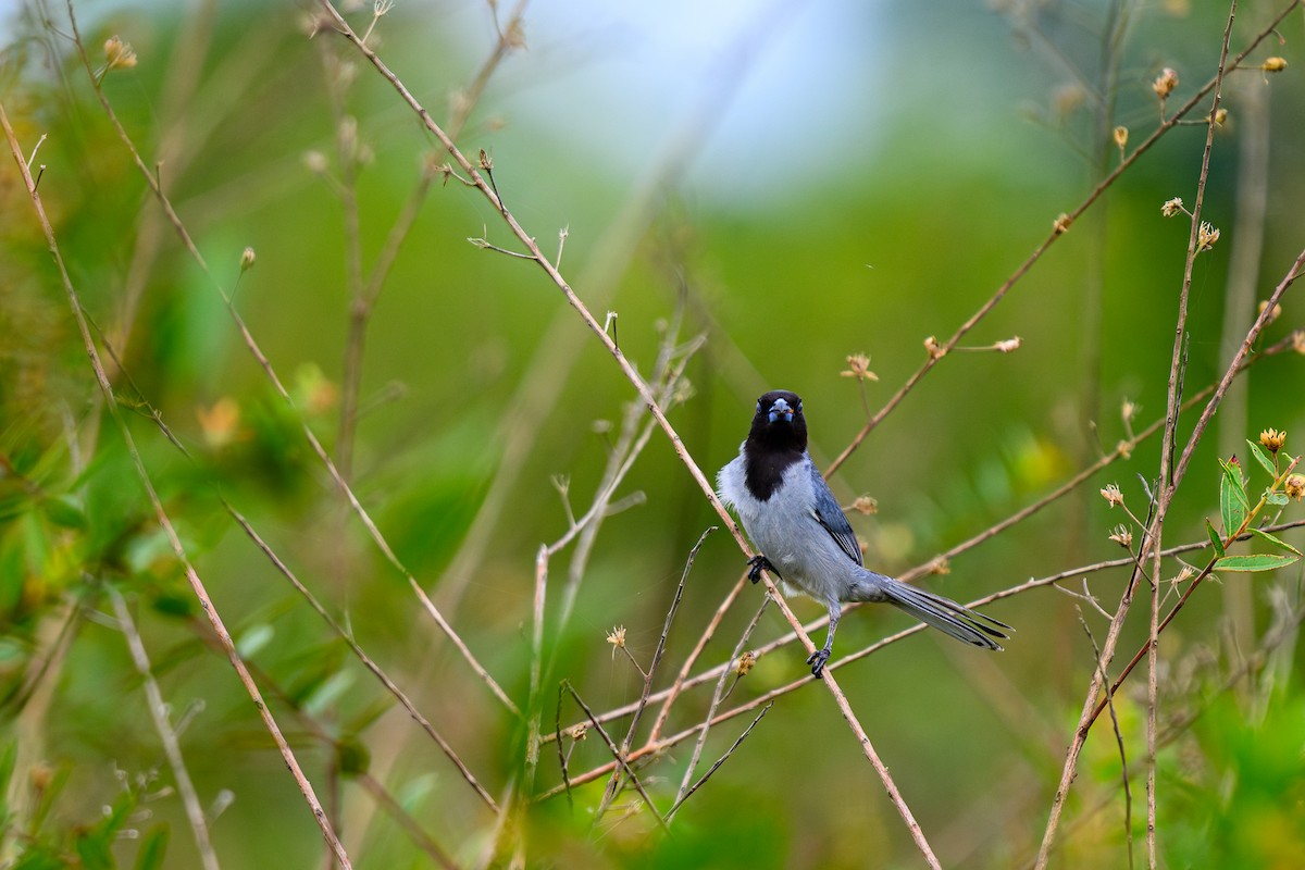 Black-faced Tanager - ML658739652