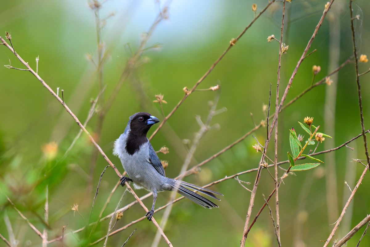 Black-faced Tanager - ML658739653
