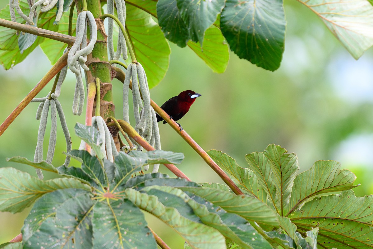 Silver-beaked Tanager - ML658739772