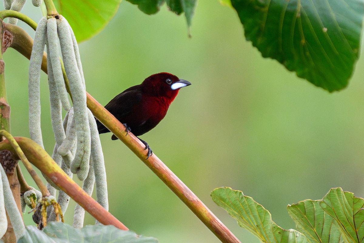 Silver-beaked Tanager - ML658739905