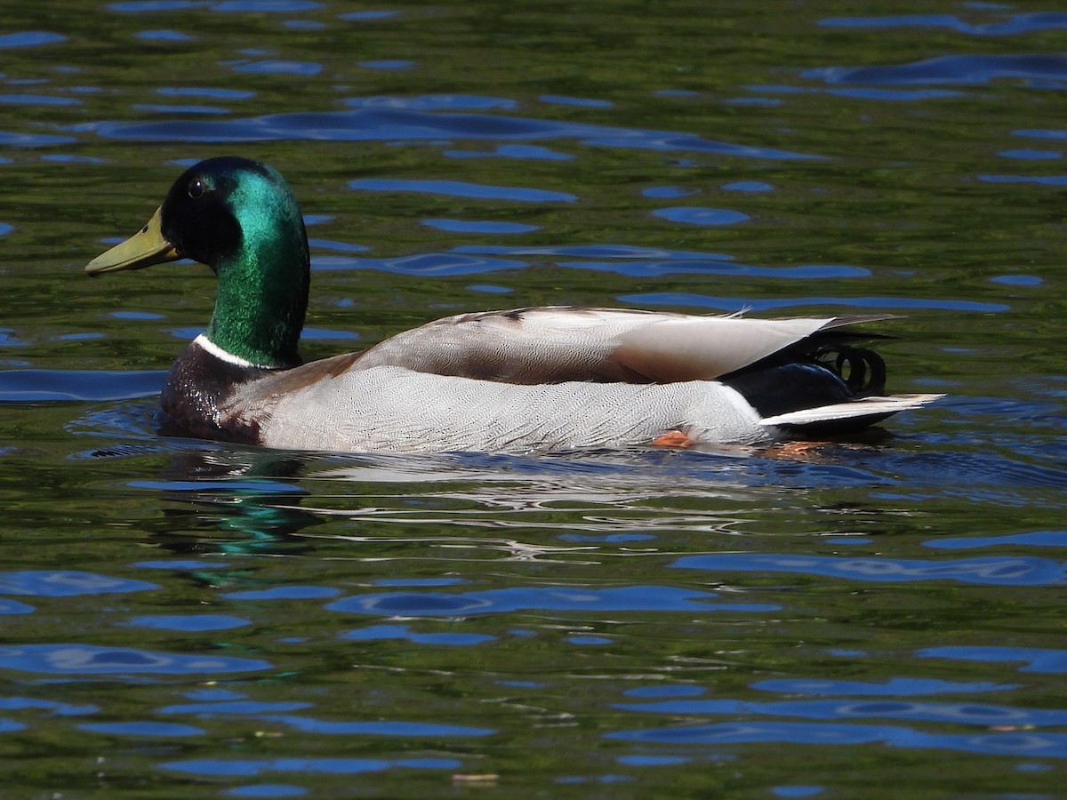 Mallard - ML658740069