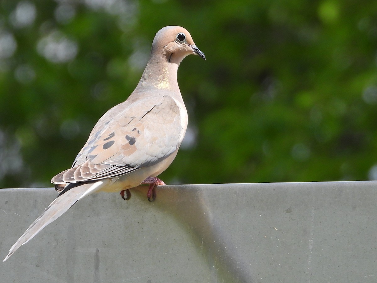 Mourning Dove - ML658740091