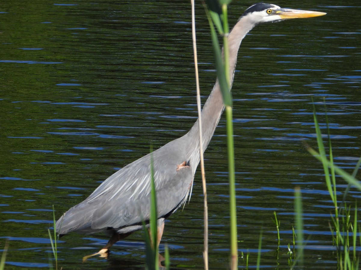 Great Blue Heron - ML658740107