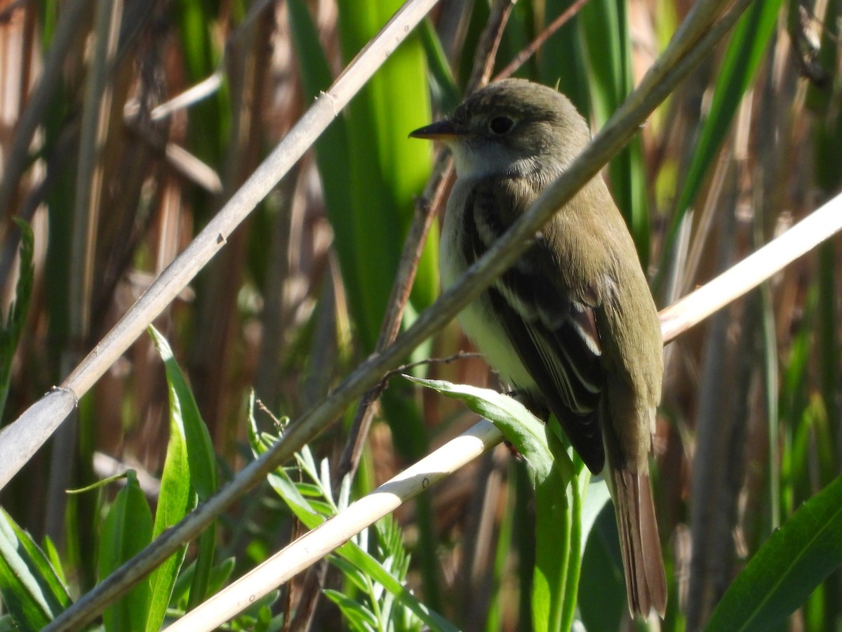 Alder Flycatcher - ML658740163