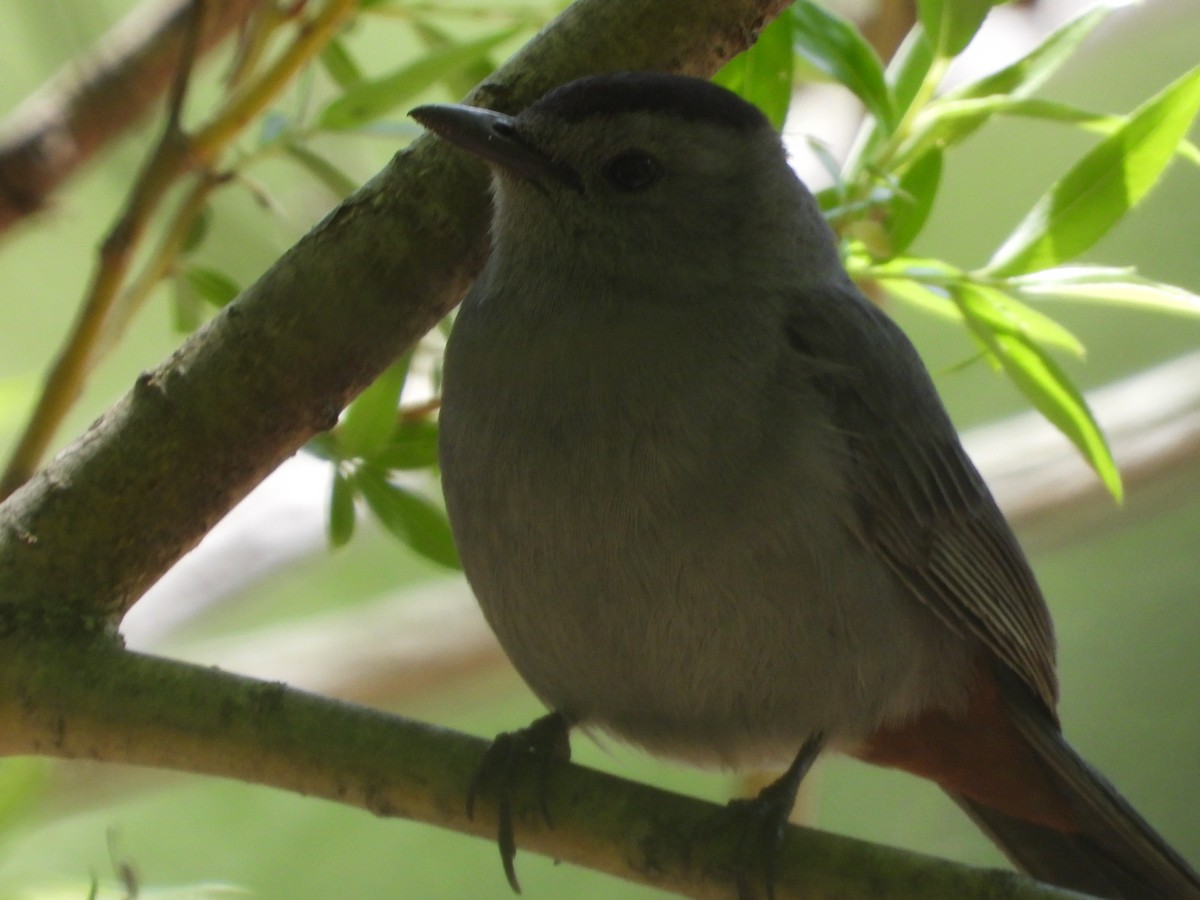 Gray Catbird - ML658740215