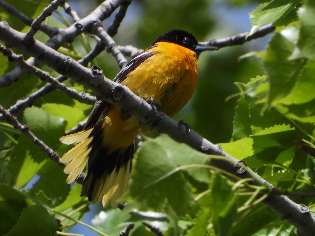 Baltimore Oriole - ML658740238