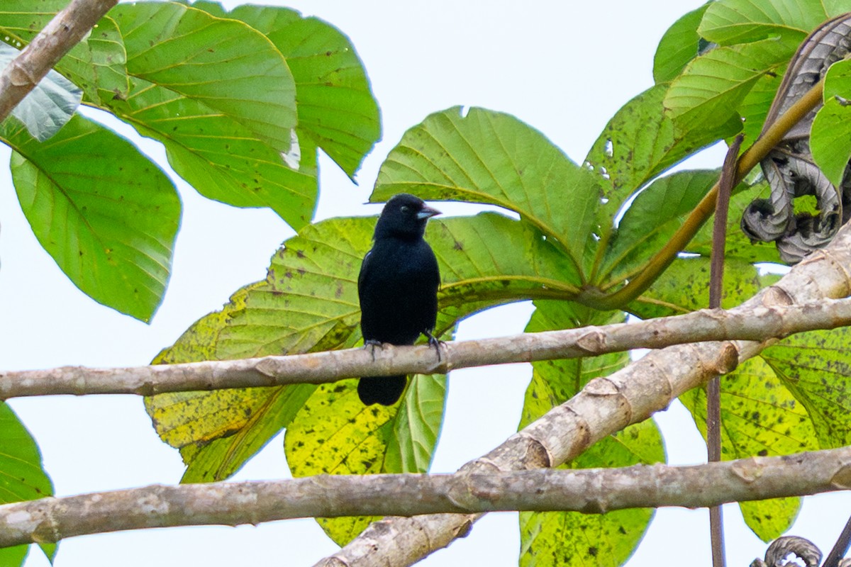 White-lined Tanager - ML658740862