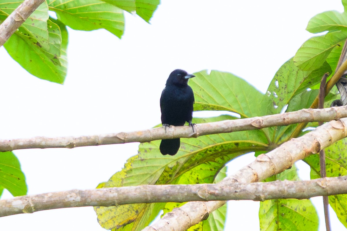 White-lined Tanager - ML658740863