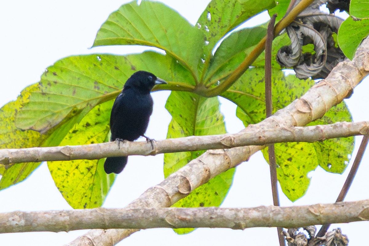 White-lined Tanager - ML658740864