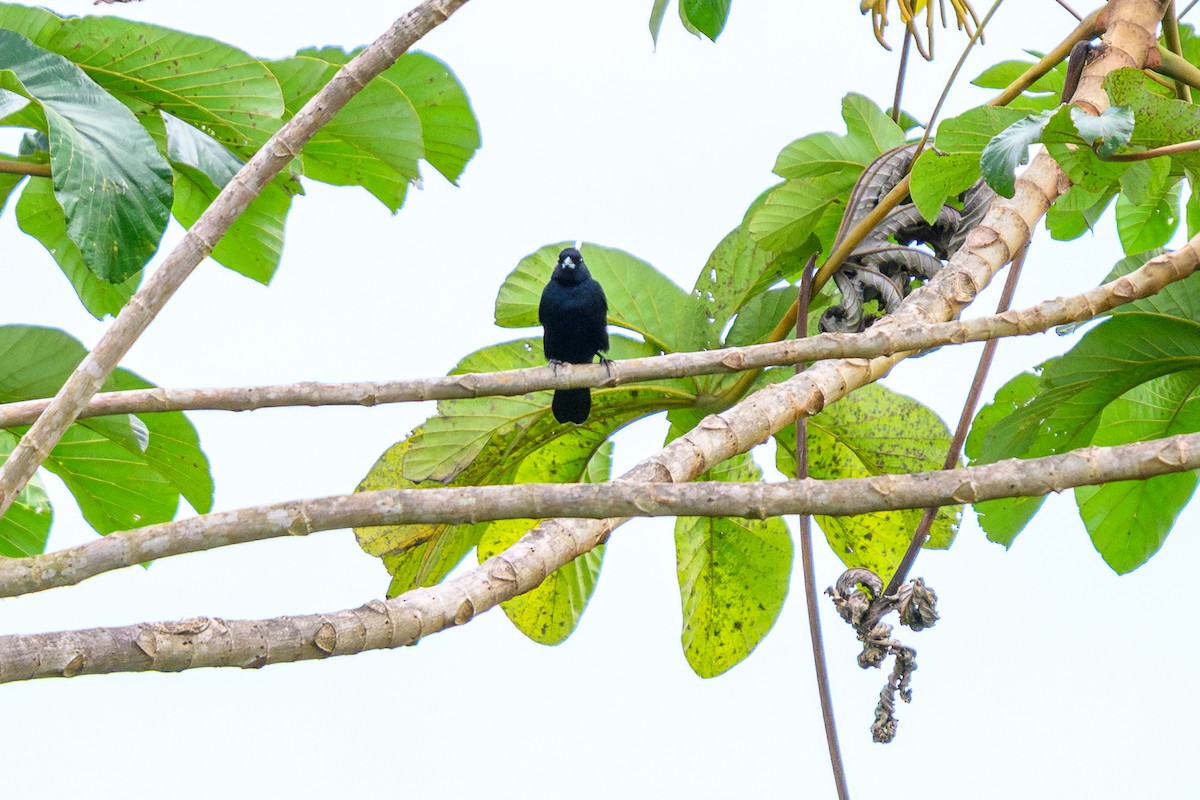 White-lined Tanager - ML658740865