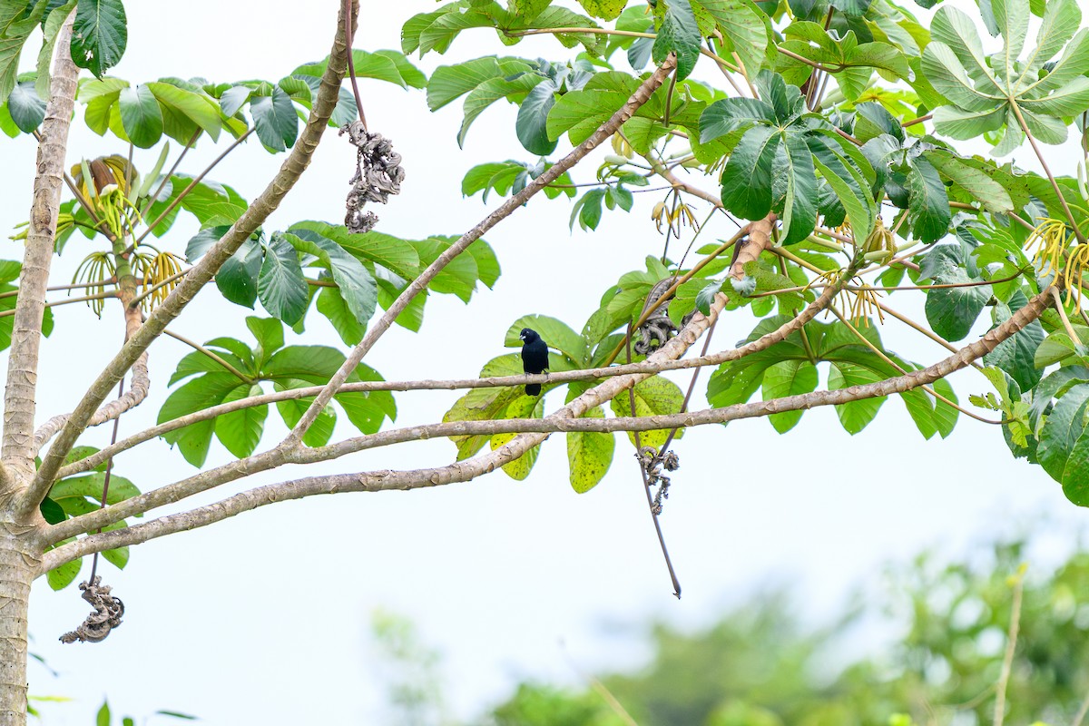 White-lined Tanager - ML658740866