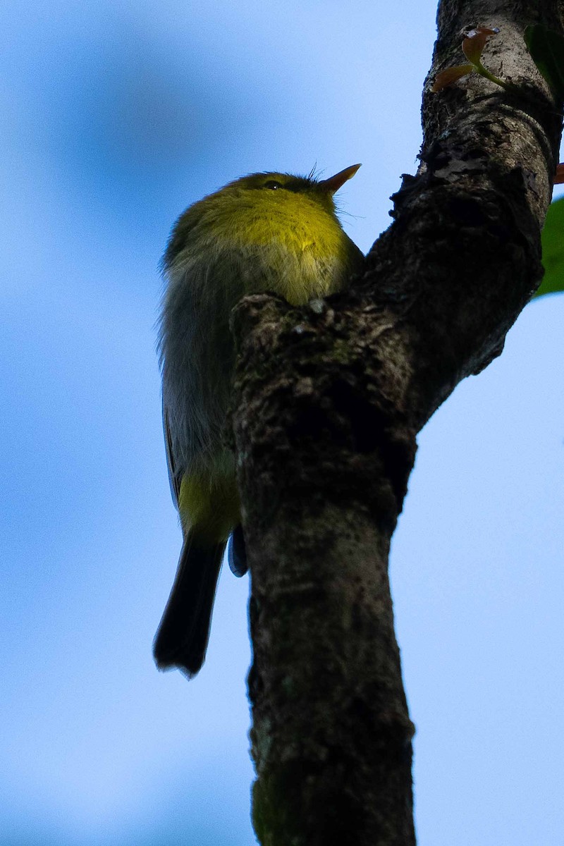 Yellow-throated Woodland-Warbler - ML658741371
