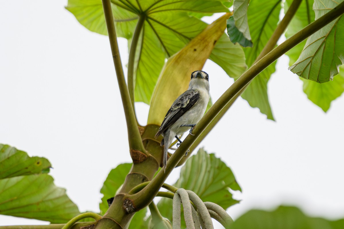 Cinereous Becard - ML658741991