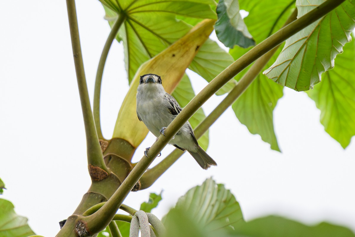 Cinereous Becard - ML658741992