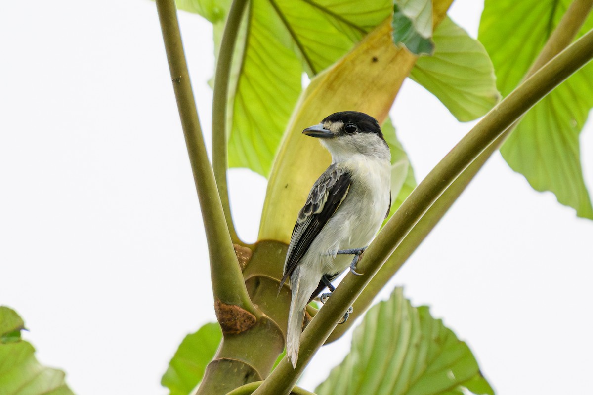 Cinereous Becard - ML658741993