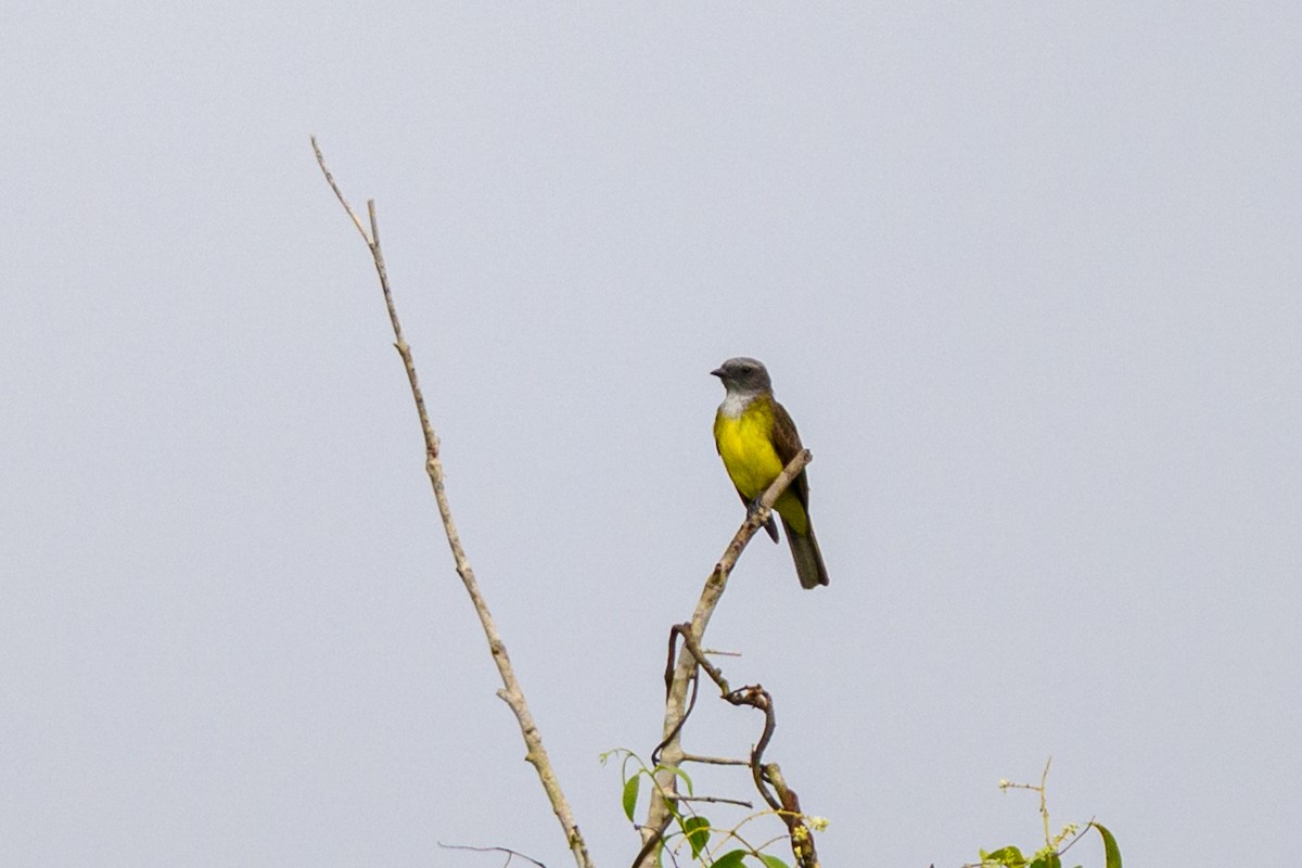 Sulphury Flycatcher - ML658742470