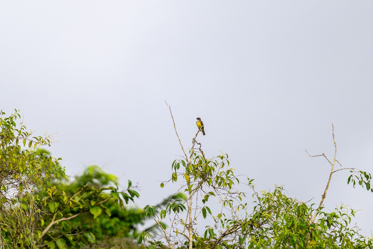 Sulphury Flycatcher - ML658742471