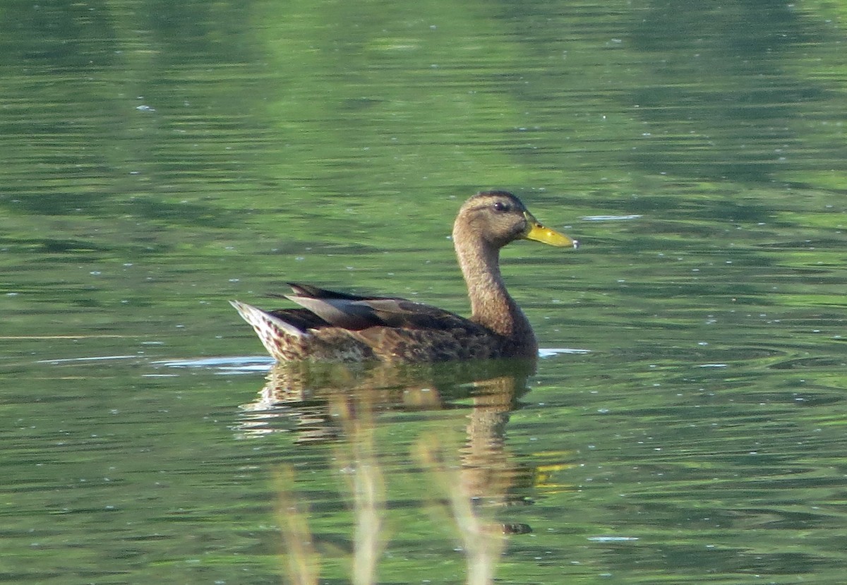 Canard colvert - ML65874291