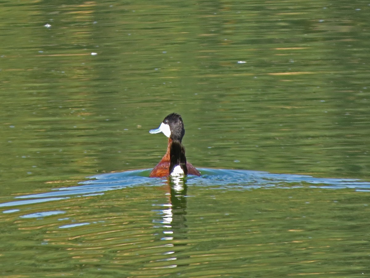 Ruddy Duck - ML65874371